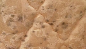 mould on fabric 2